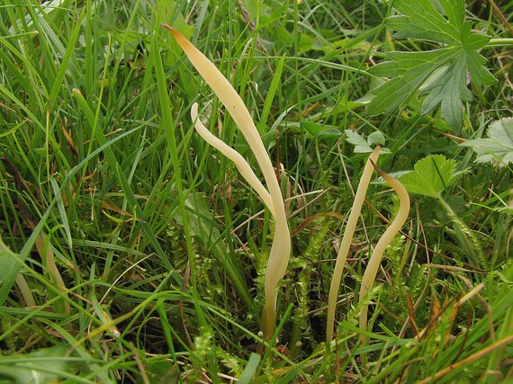 kyjačik kosáčikovitý Clavaria acuta Sowerby