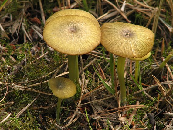 hodvábnica zelenohlúbiková Entoloma incanum (Fr.) Hesler