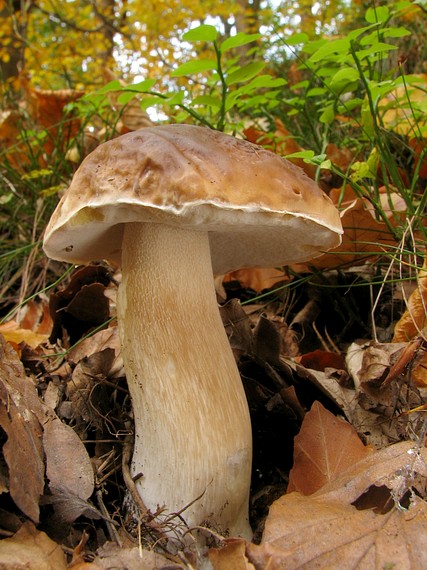 hríb smrekový Boletus edulis Bull.