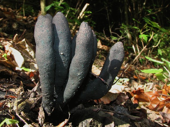 drevnatec kyjakovitý Xylaria polymorpha (Pers.) Grev.