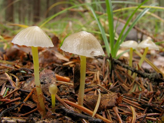 prilbička slizká Mycena epipterygia (Scop.) Gray