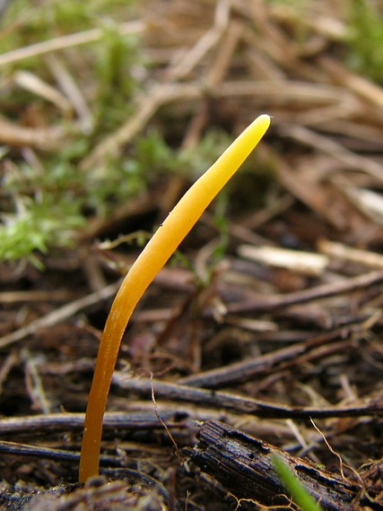 kyjačik Clavaria flavostellifera Olariaga, Salcedo, P.P. Daniëls & Kautman