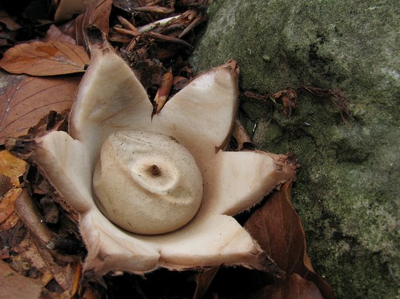 hviezdovka trojitá Geastrum triplex Jungh.