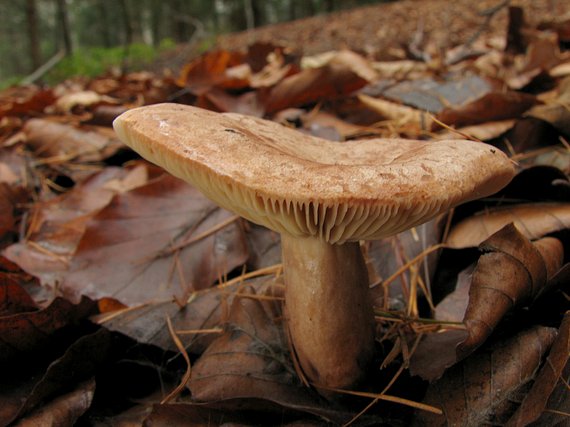 rýdzik Lactarius sp.