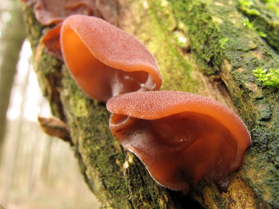 uchovec bazový Auricularia auricula-judae (Bull.) Quél.