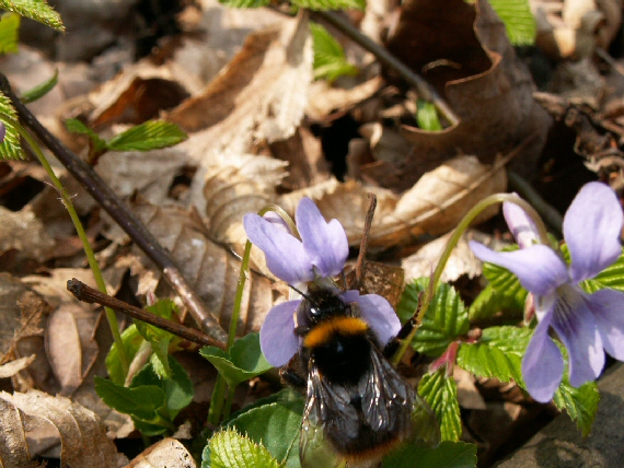 čmeľ zemný Bombus terrestris