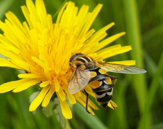 pestrica ríbezľová Syrphus ribesii