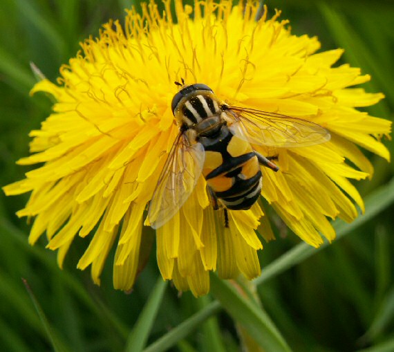 pestrica ríbezľová Syrphus ribesii