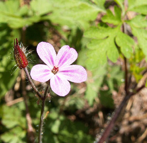 pakost smrdľavý Geranium robertianum L.