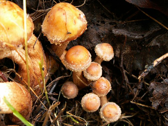 šupinovka menlivá Kuehneromyces mutabilis (Schaeff.) Singer & A.H. Sm.