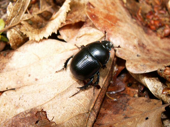 lajniak obyčajný Geotrupes stercorarius