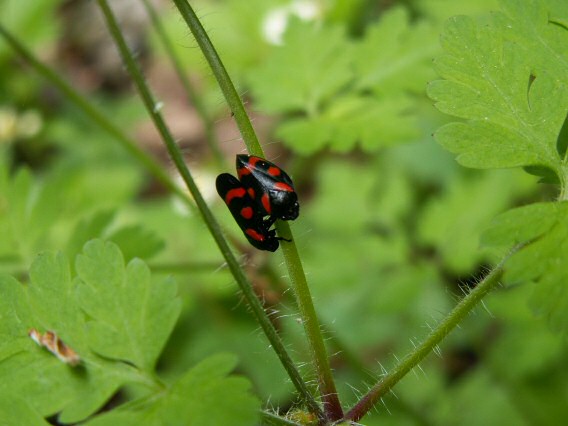 peniarka nížinná - párik Cercopis vulnerata