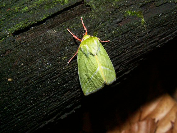 mora buková Pseudoips prasinana