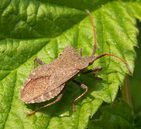 obrubnica šťaveľová Coreus marginatus