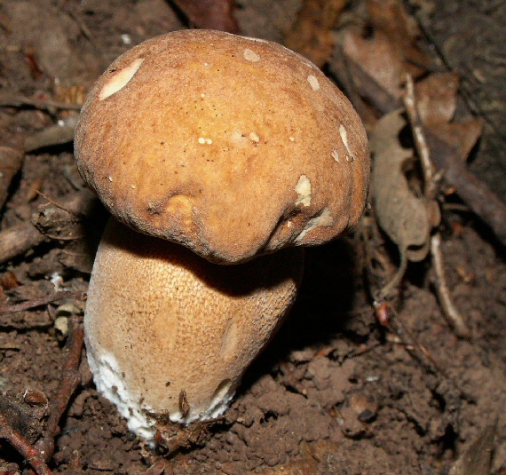 hríb dubový Boletus aestivalis