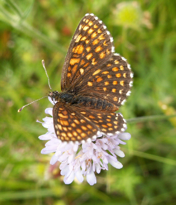 hnedáčik skorocelový Melitaea athalia