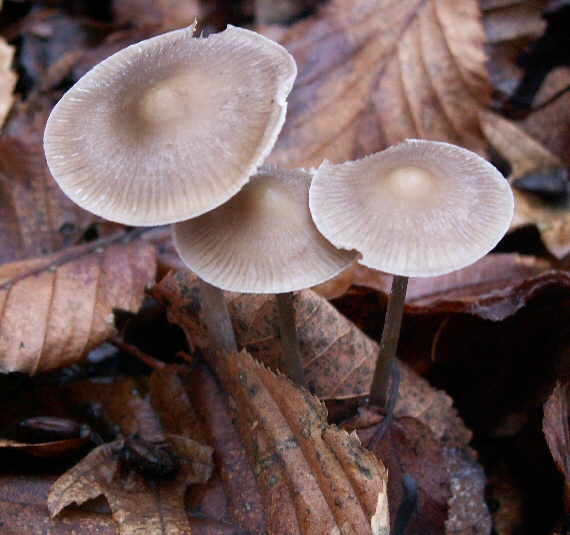 prilbička Mycena sp.