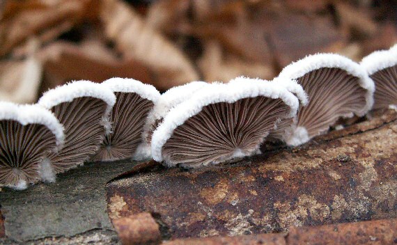 klanolupeňovka obyčajná Schizophyllum commune Fr.