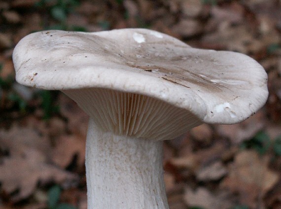 strmuľka inovaťová Clitocybe nebularis (Batsch) P. Kumm.