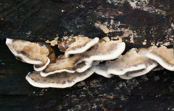 trúdnikovec pestrý Trametes versicolor (L.) Lloyd