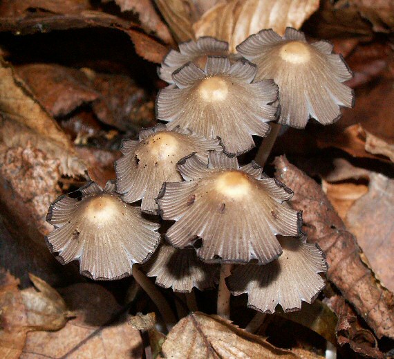 hnojník Coprinellus impatiens (Fr.) J.E. Lange