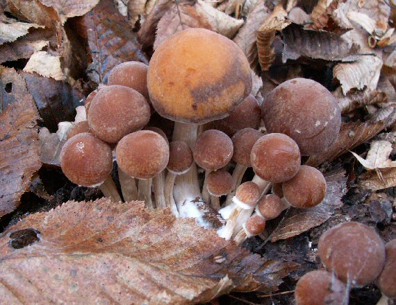 drobuľka vodomilná Psathyrella piluliformis (Bull.) P.D. Orton