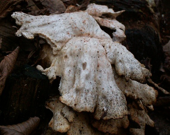 vejárovec obrovský Meripilus giganteus (Pers.) P. Karst.