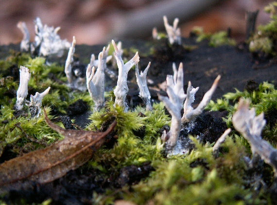 drevnatec parohatý Xylaria hypoxylon (L.) Grev.