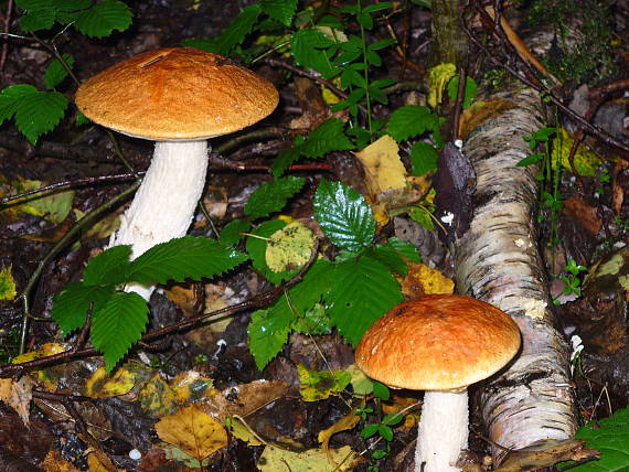 kozáky Leccinum sp.