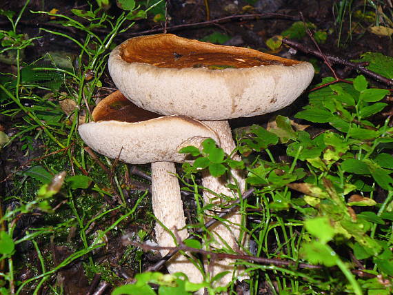 kozáky Leccinum sp.