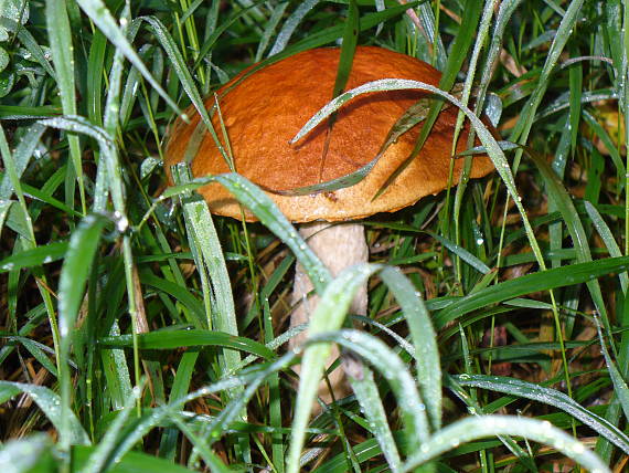 kozák Leccinum sp.