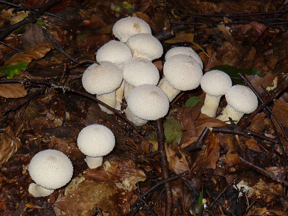 prášnica bradavičnatá Lycoperdon perlatum Pers.