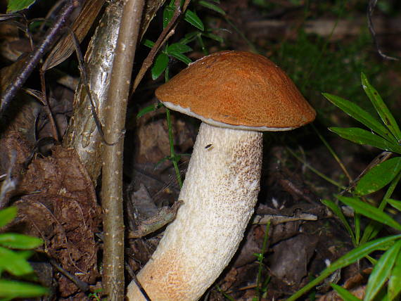 kozák Leccinum sp.