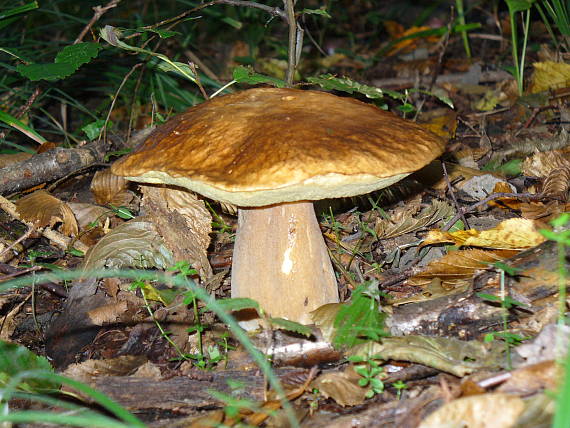 hríb smrekový Boletus edulis Bull.