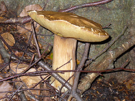 hríb smrekový Boletus edulis Bull.