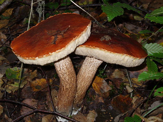 kozák Leccinum sp.