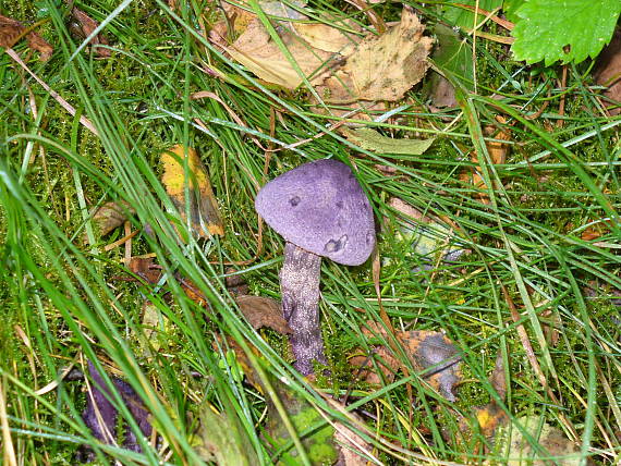 pavučinovec Cortinarius sp.