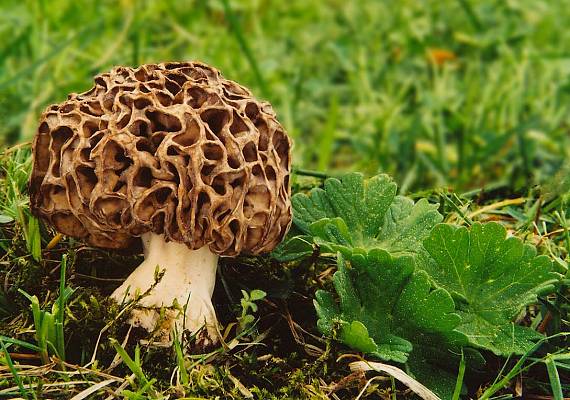 smrčok jedlý Morchella esculenta (L.) Pers.