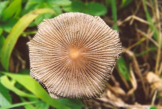 hnojník Coprinus sp.