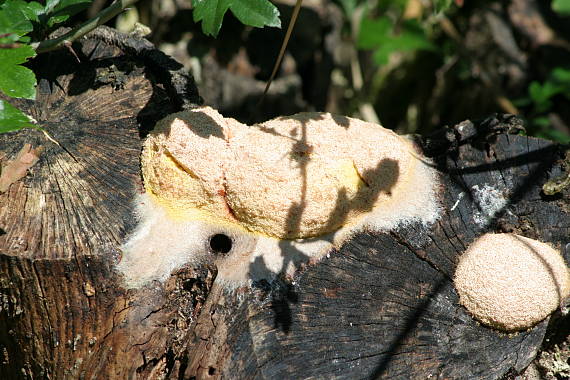 slizovka žĺtková Fuligo septica (L.) F.H. Wigg.