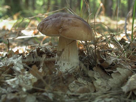 hríb smrekový Boletus edulis Bull.