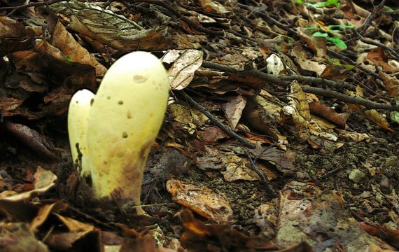 kyjak citrónovožltý Clavariadelphus flavoimmaturus R.H. Petersen