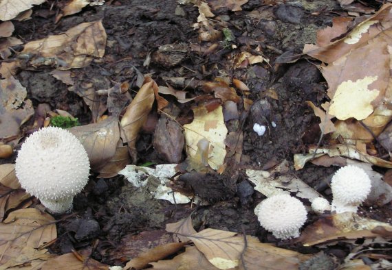 prášnica bradavičnatá Lycoperdon perlatum Pers.