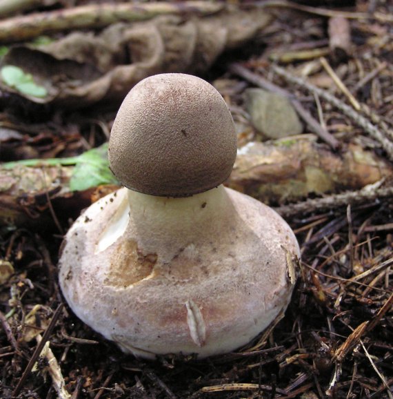 bedľa vysoká Macrolepiota procera (Scop.) Singer