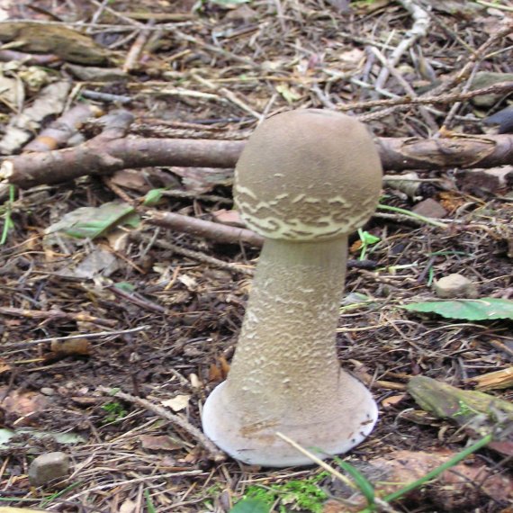 bedľa vysoká Macrolepiota procera (Scop.) Singer