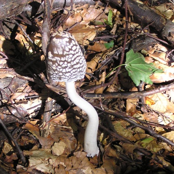 hnojník strakatý Coprinopsis picacea (Bull.) Redhead, Vilgalys & Moncalvo