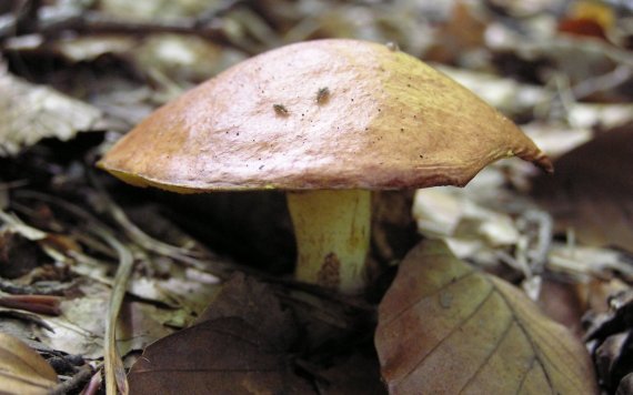 mASLIAK SUILLUS sp.