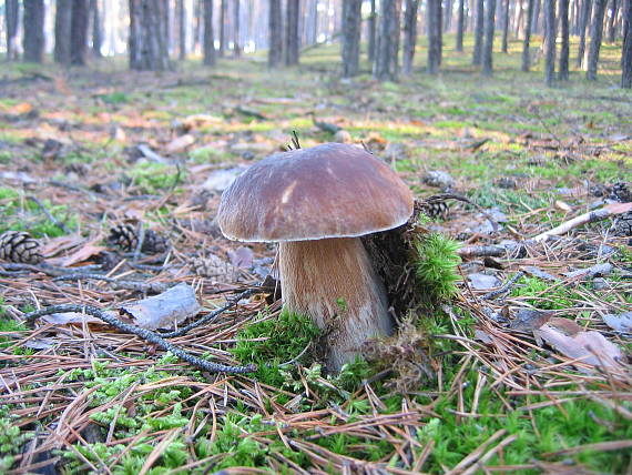 hríb smrekový Boletus edulis Bull.