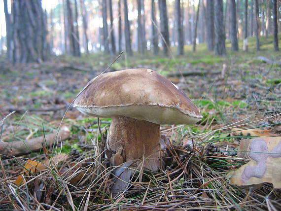 hríb smrekový Boletus edulis Bull.