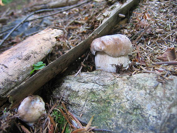 hríb smrekový Boletus edulis Bull.